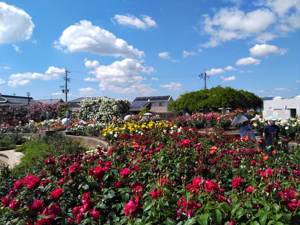 大野町バラ公園
天気☀️良くバラも見頃なので、平日昼までも多くの方で賑わってました😃
