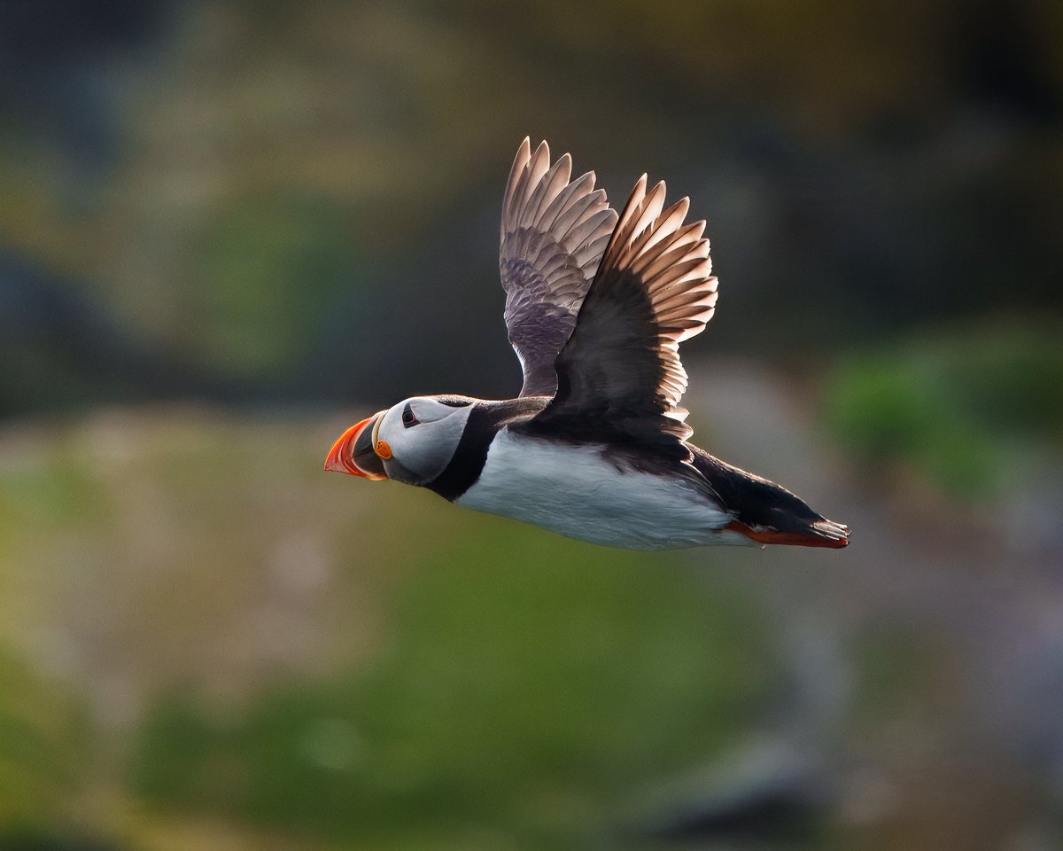 Isn't it incredible how devoted puffins are? After 8 months at sea, they return to their partners, and together they raise a puffling. Some puffin pairs stay together for over 20 years. 💥🤩🥳 #BassRock #birthdaygift #bird #photography @sulaboattrips