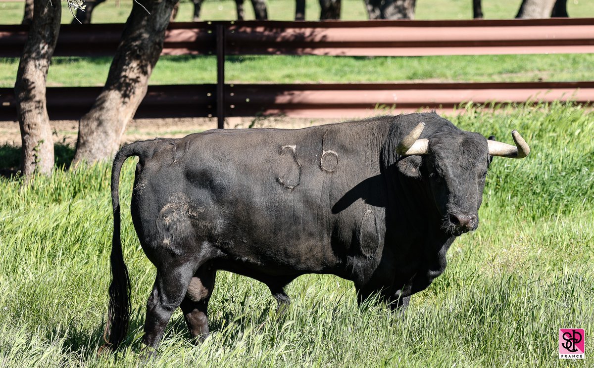 ArenesNimes_SCP's tweet photo. Les toros de #Garcigrande pour Sébastien Castella, André Roca Rey et El Rafi ce samedi 18 mai dans les Arènes de Nîmes ! #Nîmes #Castella #RocaRey #ElRafi #Feria #FeriadeNîmes #Ouiàlacorrida
Billetterie en ligne : https://t.co/LqsyVBLaRg
📸 @pie2610 https://t.co/lDc8vD1a5e