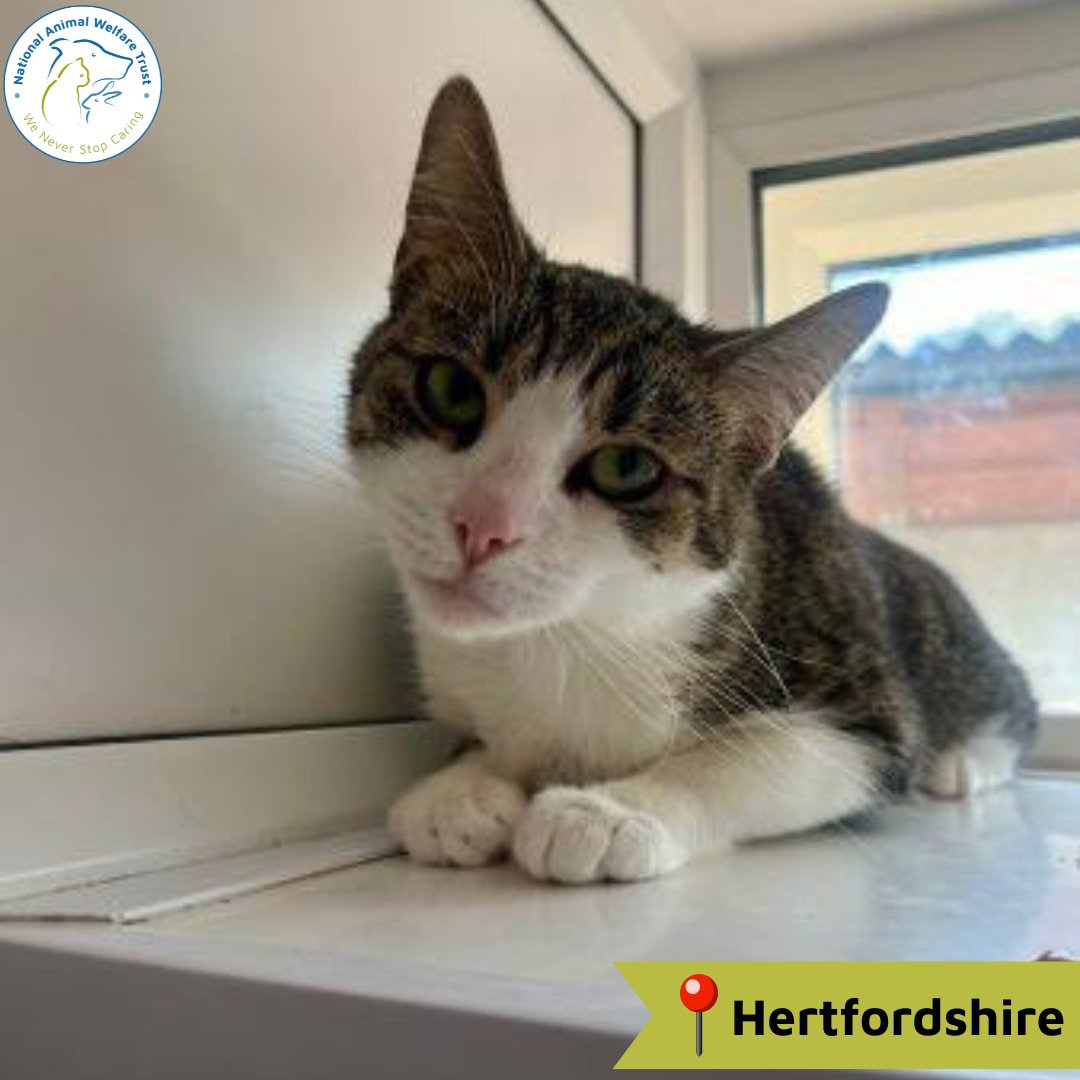Lulu is a sweet girl, but can be nervous of new people and unfamiliar environments, but wants her new owner to know this doesn't mean she's not friendly, she just needs time and patience to build up trust. 😻 nawt.org.uk/rehoming/anima… #nawt #cats #animalcharity