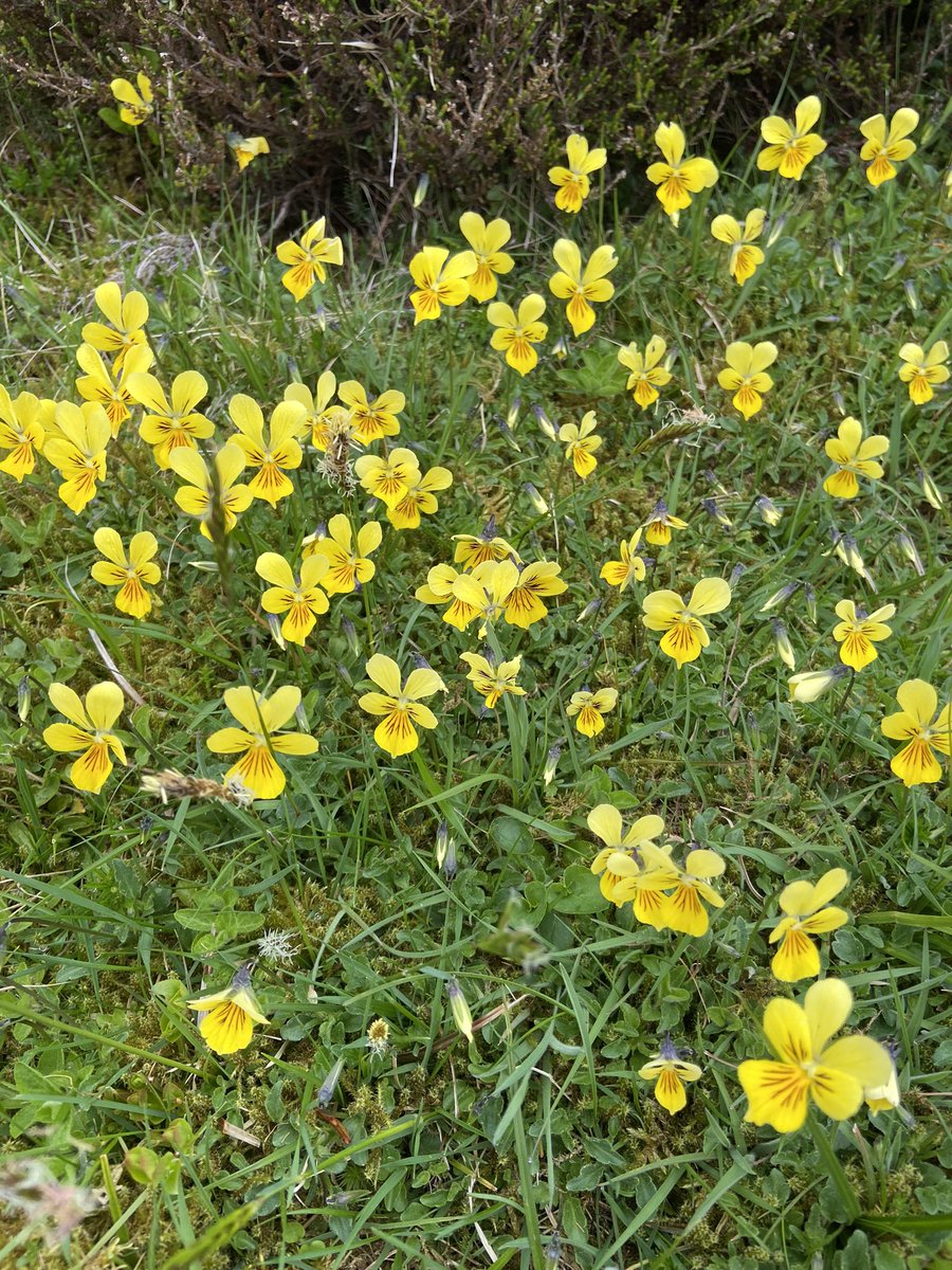 A lovely patch of mountain pansy, Viola lutea, from the same side glen this morning #Angus #wildflowerhour