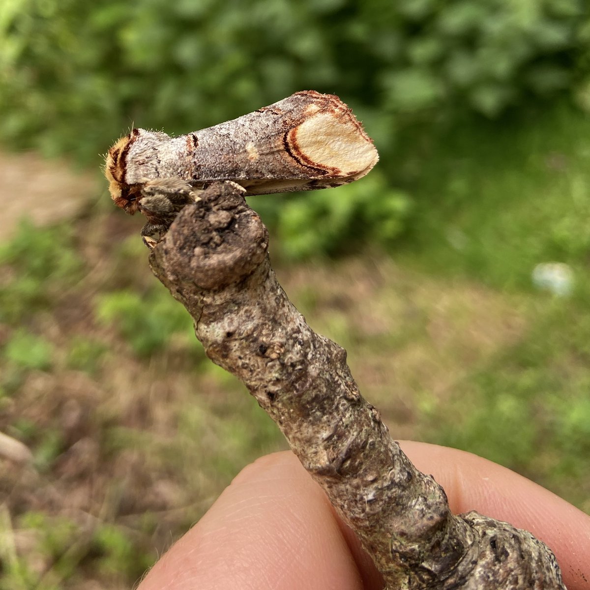 bernoid's tweet photo. Buff-tip Stick of the week. #StickOfTheWeek #BuffTip https://t.co/dyPAp4hT4Z