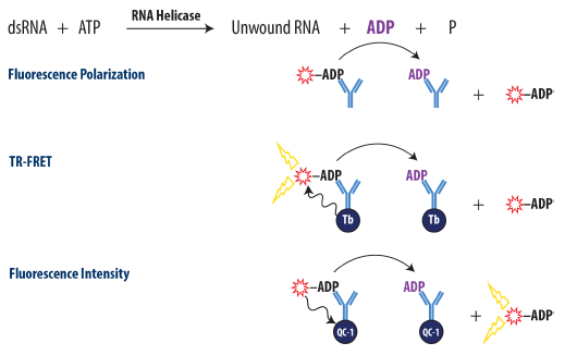 Development of assays for measuring RNA helicase activity news-medical.net/whitepaper/202…