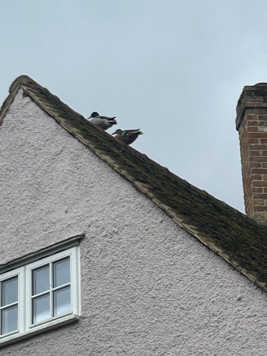 Even the ducks have had enough of wet feet