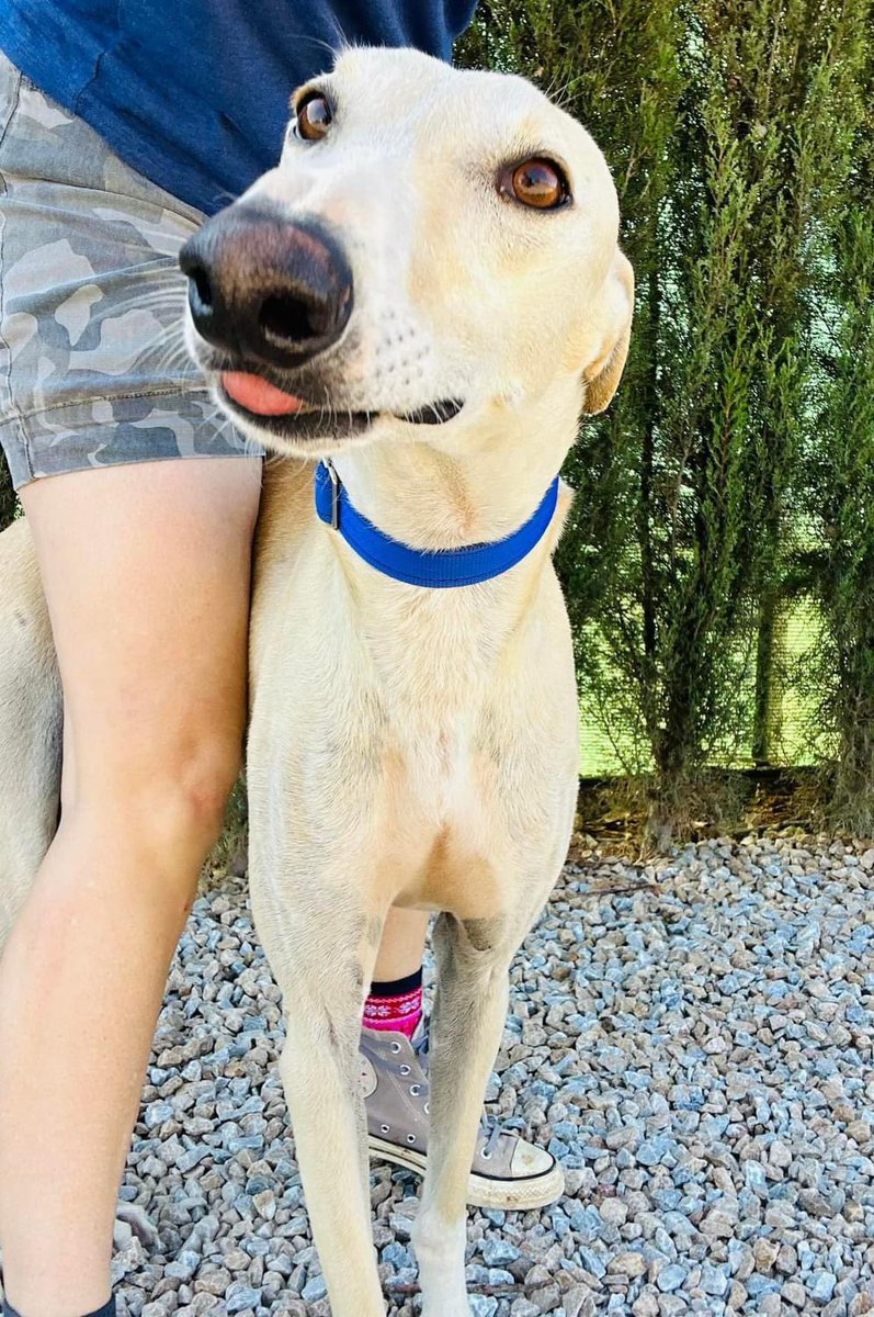 Meet Blondie ❤️lovely new boy rescued from the streets some time ago but he only came to GDS recently. Lovely sociable lad that loves being around dogs as well as people ❤️ More info soon 😃