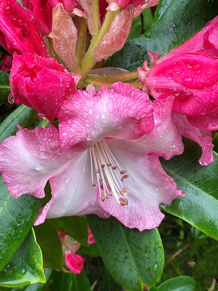 Walking in the rain... join our guided walk today. Guided Walks take place every Tuesday and Sunday 2pm.