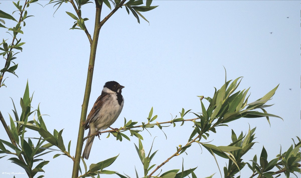 The Common Reed Bunting (Emberiza schoeniclus) eyeing some tiny insects flying within close range. Will they be dinner? This is just one of many bird species dependent on insects. The global decline of insects is a growing disaster, for a wide range of mammals, reptiles & people
