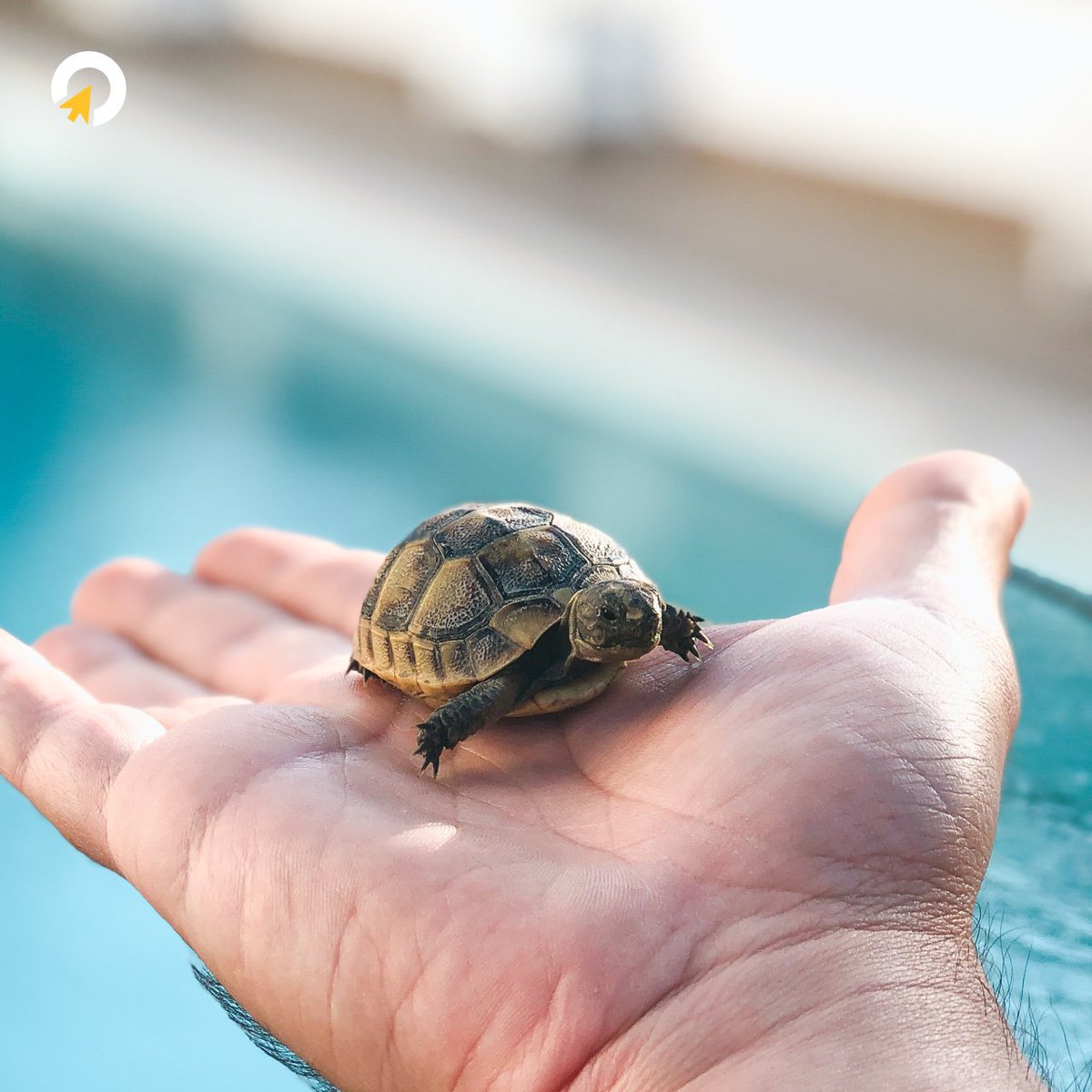 Meet our little remote working friend for today! 💻

Terence the Turtle, keeps our work on track... 🐢

#igaming #remotework #clickoutmedia #workpal #digitalnomad #OfficePet #WorkFromHome #OfficeMascot #RemoteWorking