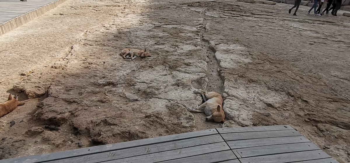 ¿Tres chuchos cualesquiera? Eso es lo que quieren que pienses.🐕​🐾 LOS PERROGLÍFICOS, tres perros callejeros que acompañarán a Canubis en su aventura 🌟​ ¿Sabías que existen de verdad? ¡Aquí puedes ver a dos Perroglíficos tumbados a la bartola en Egipto!