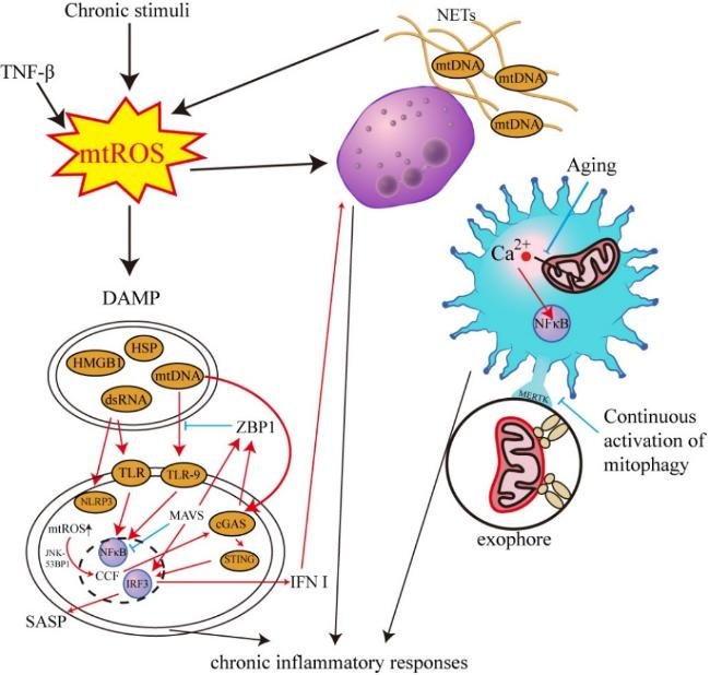 Mitochondrial Dysfunction: A Roadmap for Understanding and Tackling Cardiovascular Aging aginganddisease.org/EN/10.14336/AD…