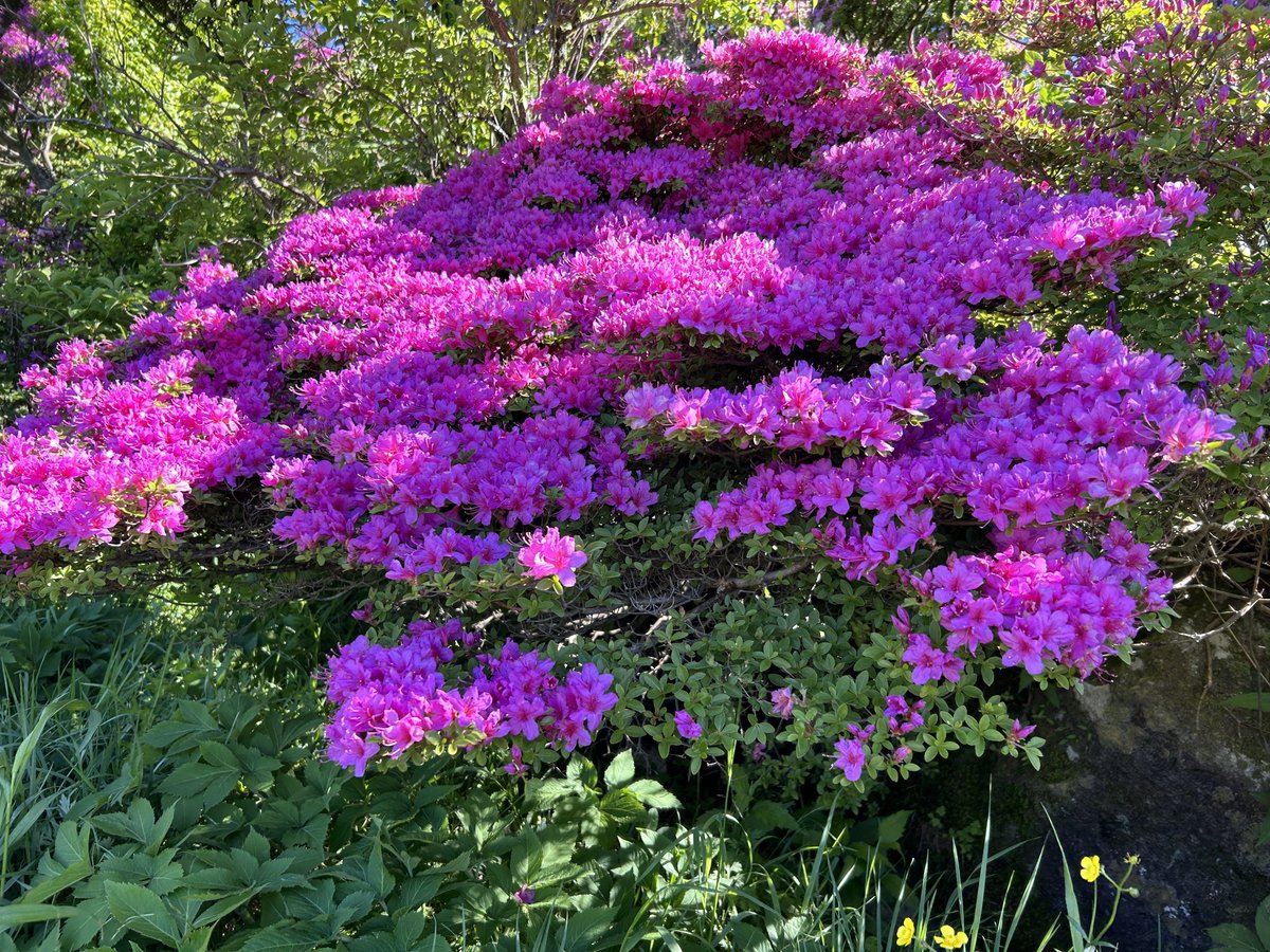 2024.5.14 仁田峠〜妙見岳 登山 ミヤマキリシマver その① #雲仙天草国立公園 #天然記念物