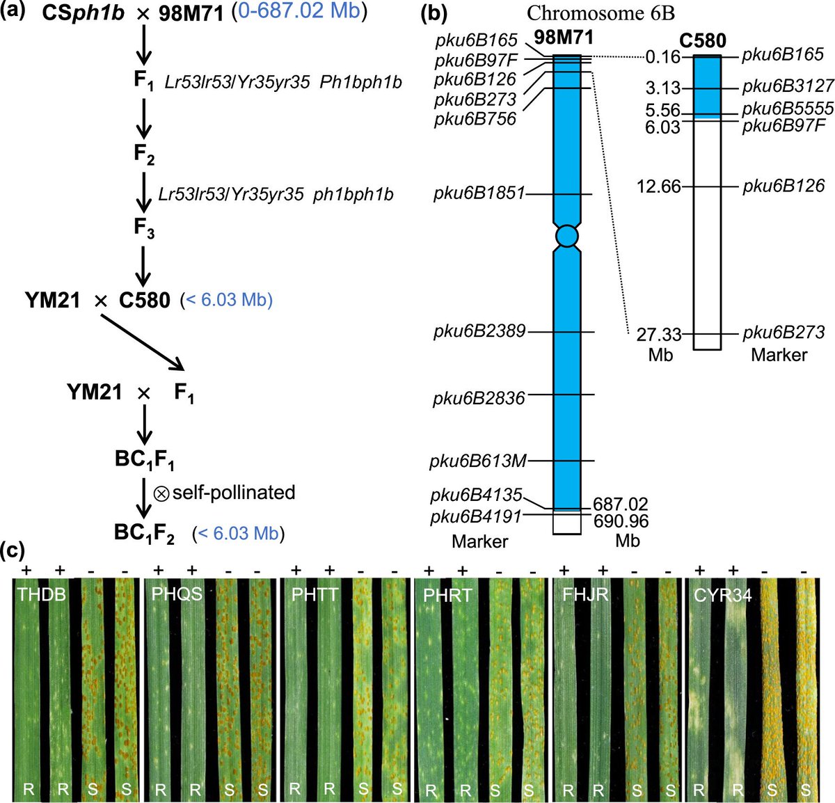 Rust resistance genes introgressed from Aegilops mapped and characterized in bread wheat. rdcu.be/dGcyn