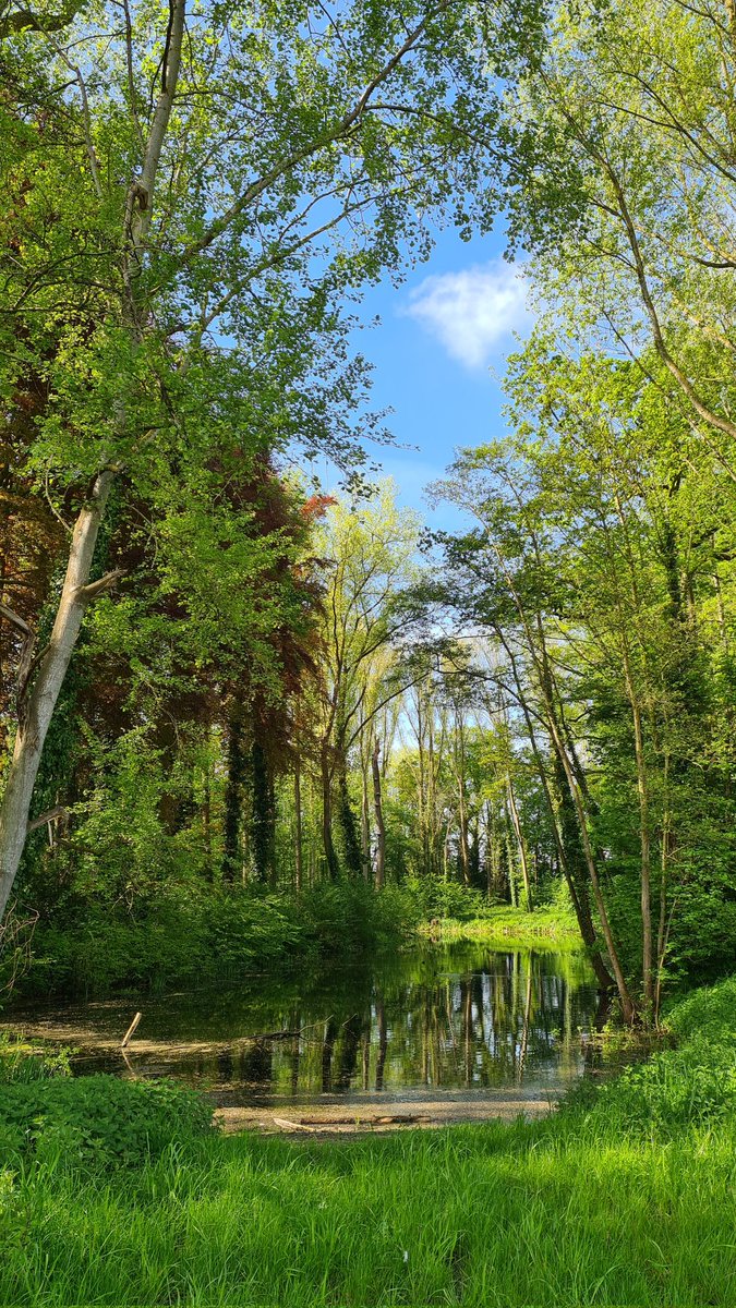 Enjoy nature 💚
#landscapes #landscape #trees #nature #forest #woods #channel169 #photography
#TwitterNatureCommunity #ThePhotoHour #NaturePhotograhpy #photographylovers  #landscapephotography #spring #PhotographyIsArt #NatureIsAmazing