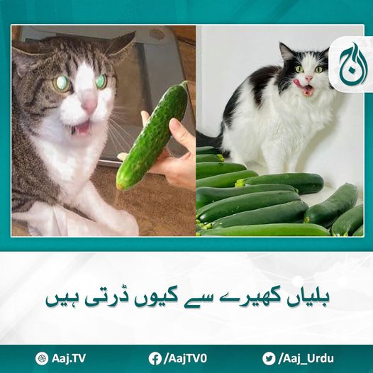 Aaj_Urdu's tweet photo. بلیاں کھیرے سے کیوں ڈرتی ہیں
کھیرا رکھنے سے وہ خوف سے ہوا میں چھلانگ لگادیتی ہیں
مزید پڑھیے https://t.co/VV2k952tjz
#AajNews #catandcumber #CatFear #cucumber https://t.co/1gJ70fNiIT
