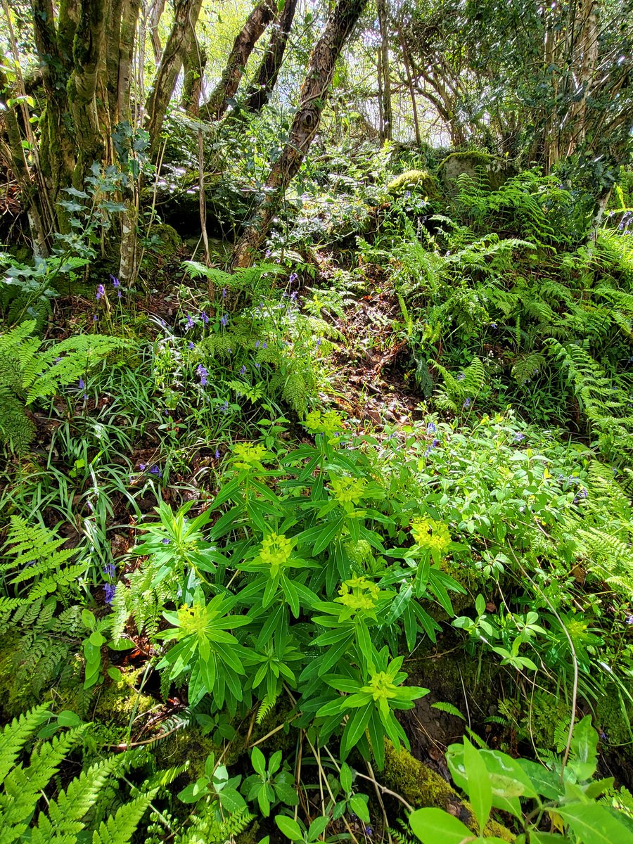 In the foreground: Irish spurge, a Lusitanian species and a common component of our native rainforests. The plant is a very big hit with insects, too! 🌍