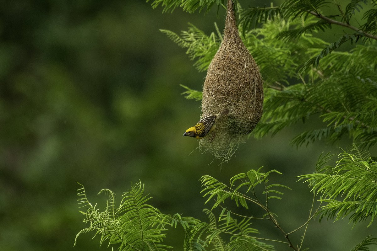 Happy Morning 
The nesting season is almost ready for Baya weaver 

#nestingbirds 
#birdphotography 
#wildlifephotography 
#nikonphotography 
#Z8