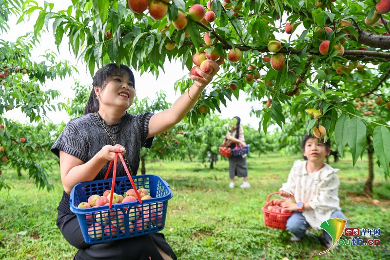 A #peach orchard harvests fresh peaches these days. On May 12th, tourists were picking peaches while enjoying the scenery. Some people brought their children to experience happiness of fruit-picking. The peach orchard has 200 mu area, with 100 thousands kilograms’ annual…