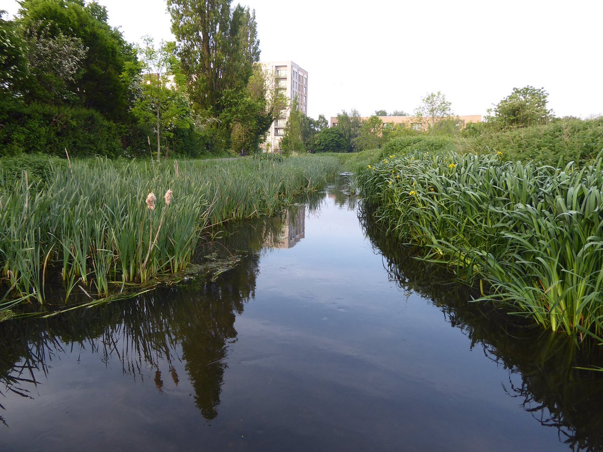 The Longford River, the Glebelands. Feltham May12th 2024