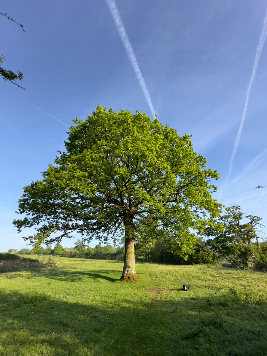 An Oak with fresh green leaves for #ThickTrunkTuesday + the dog waiting patiently to resume his walk.