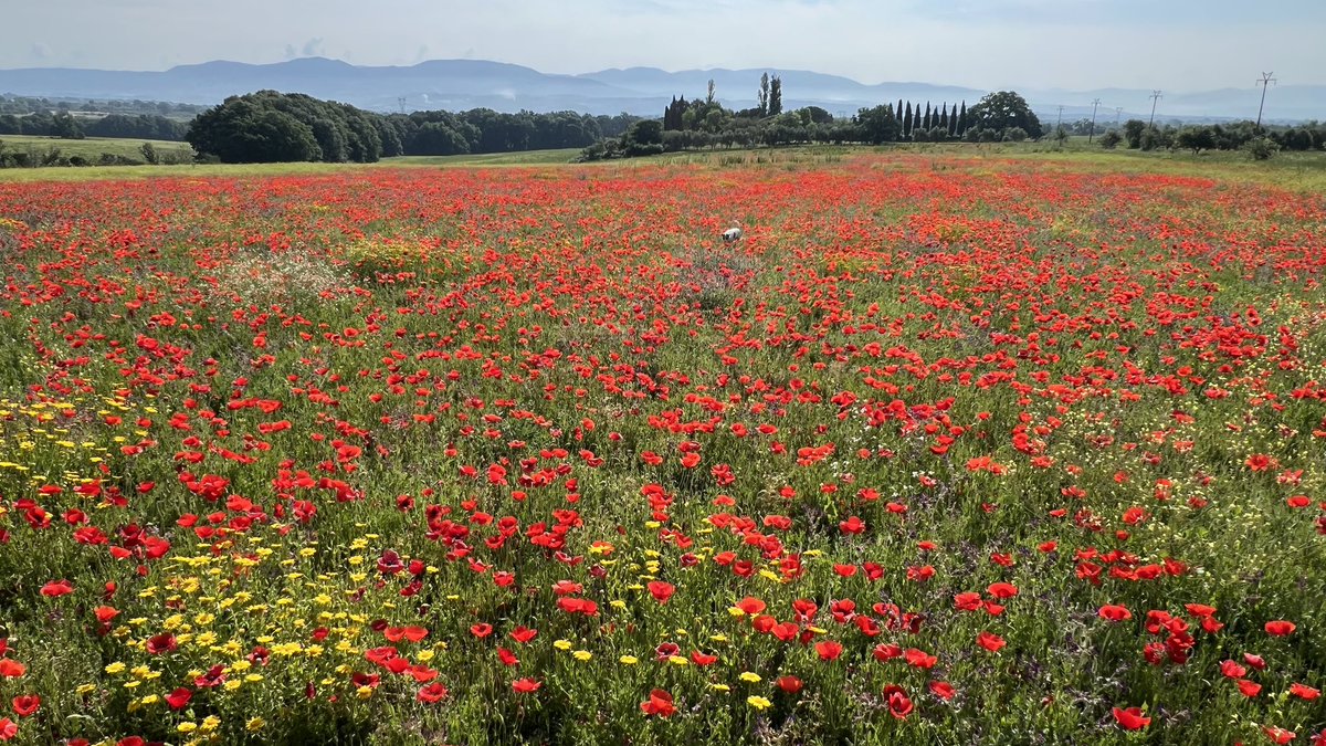 Nell’Oasi WWF di Pian Sant’Angelo la fioritura di un campo seminato per sostenere gli impollinatori grazie all’aiuto dei fondi europei x l’agricoltura. Suolo, impollinatori, biodiversità e i nostri occhi ringraziano ❤️Ricordiamocene quando andiamo a votare per le #ElezioniEurope