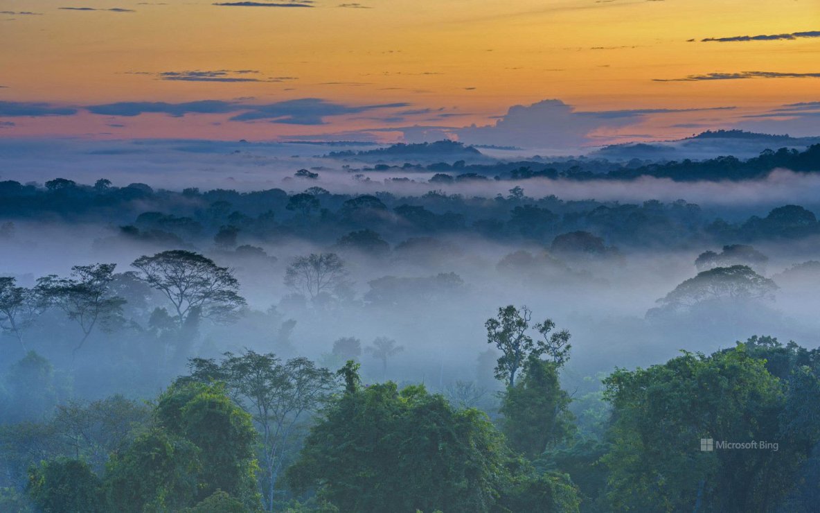 Amazon rainforest with fog in the morning near Alta Floresta, Mato Grosso, Brazil