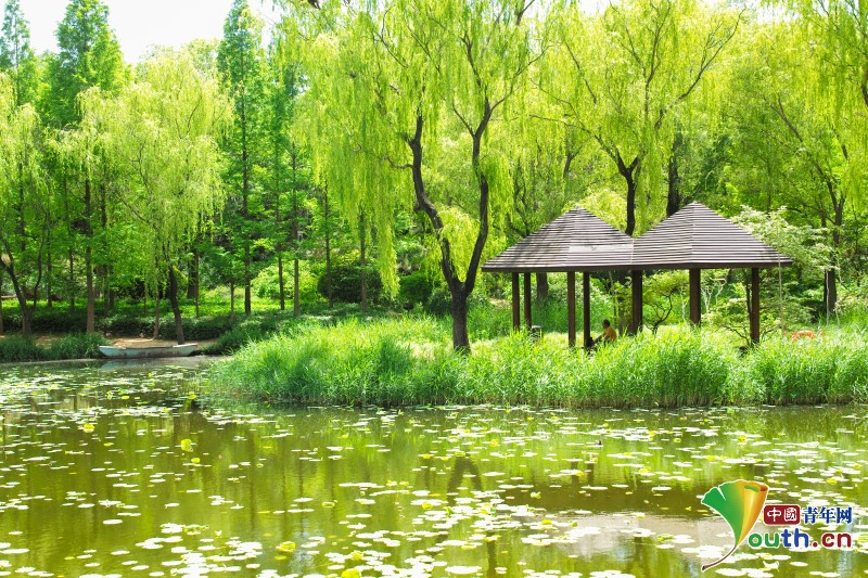 On may 13th, people camped in a quiet forest park in #Jinan, #Shandong province. Under lush trees, citizens, with their children and friends, camped in fresh air. They drank tea, talked, had picnics, spent a happy time. #camp #Chinatravel #forestlovers @JinanofChina