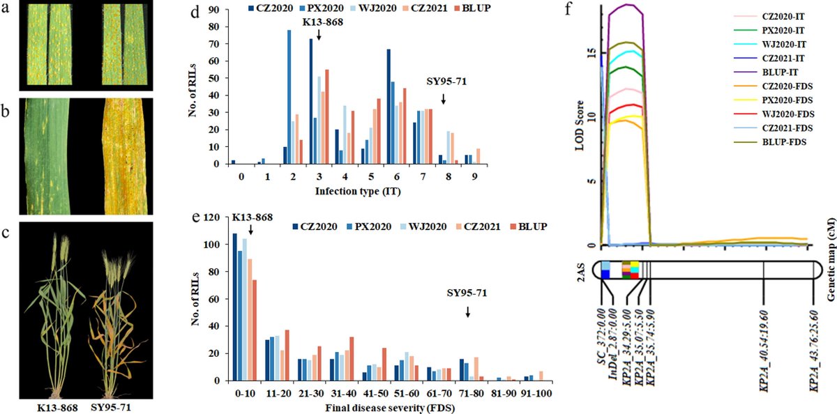 Identification of candidate genes for adult plant stripe rust resistance from Aegilops ventricosa translocation in wheat. rdcu.be/dHRBM