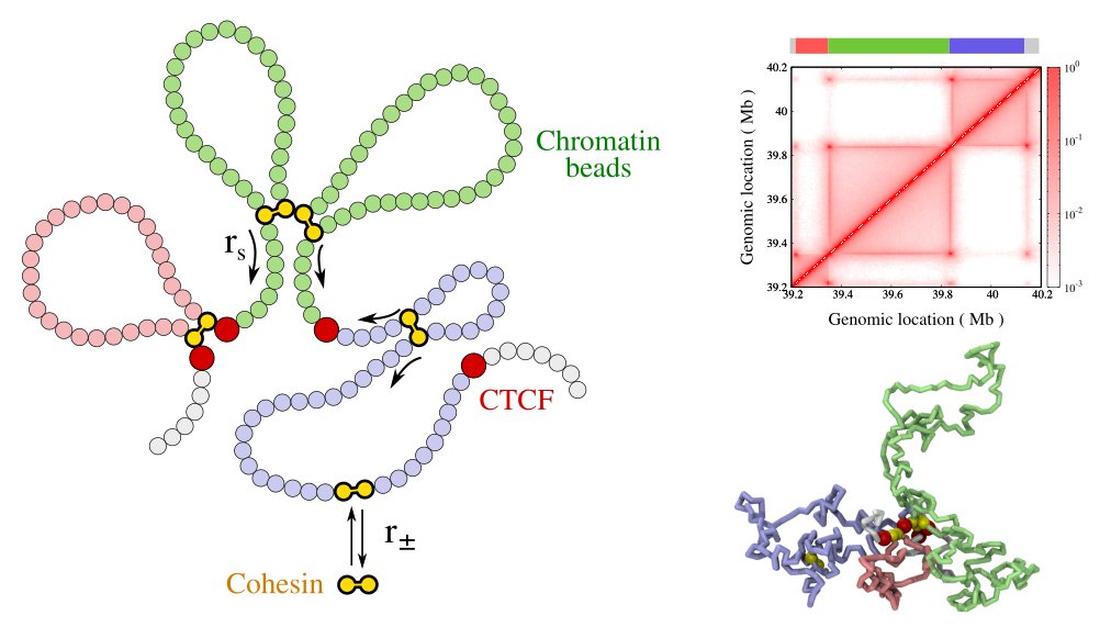 Our preprint, 'Interplay between cohesin kinetics and polymer relaxation modulates chromatin-domain structure and dynamics,' is now online.
doi.org/10.1101/2024.0…
We study how the interplay between extrusion and polymer relaxation affects chromatin structure & dynamics. (1/5)