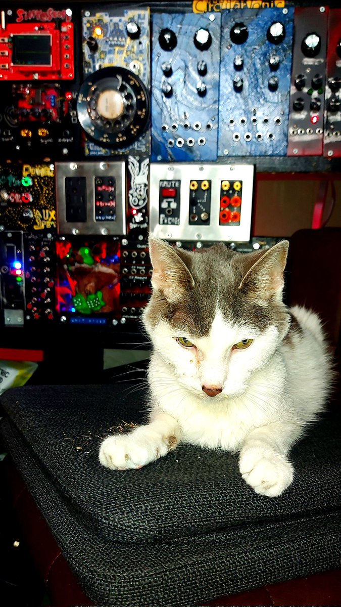 RIP my little Synth Kitty. #eurorack #synthesizer #synthwave #diysynth #electronics #musician #Glitchart #videoglitch #CatsOnTwitter #CatsOnX