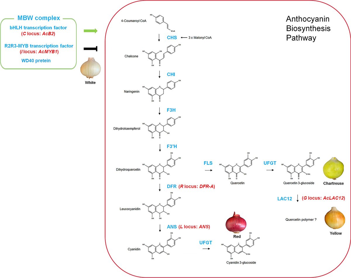 Identification of candidate gene for determination of white bulb colour in onion. rdcu.be/dHRBP