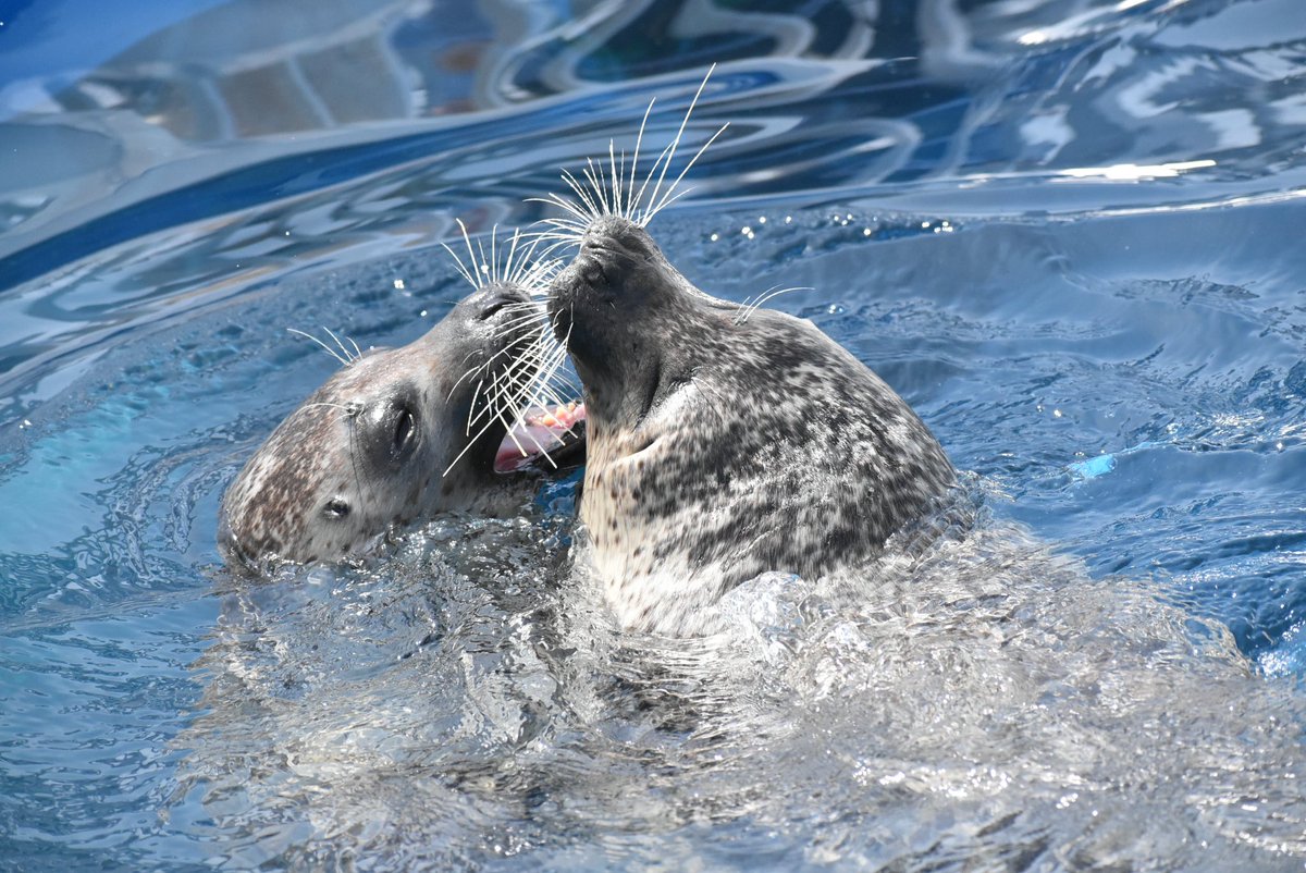 この日はかなりアクティブでした🦭🦭
#四国水族館
#ゴマフアザラシ
#ほおずき
#あかり