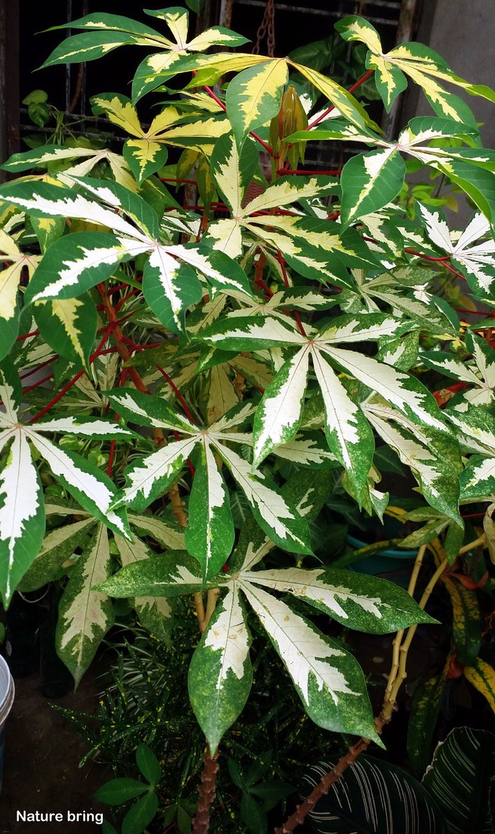 The cassava plant (Tapioca) possesses conspicuous, nearly palmate leaves, which look like those of nearby castor-oil plants but are divided into approximately five to nine lobes. ...read..naturebring.com/how-to-grow-ca… #cassavaplant #Tapioca #woodyshrub #naturebring #growing