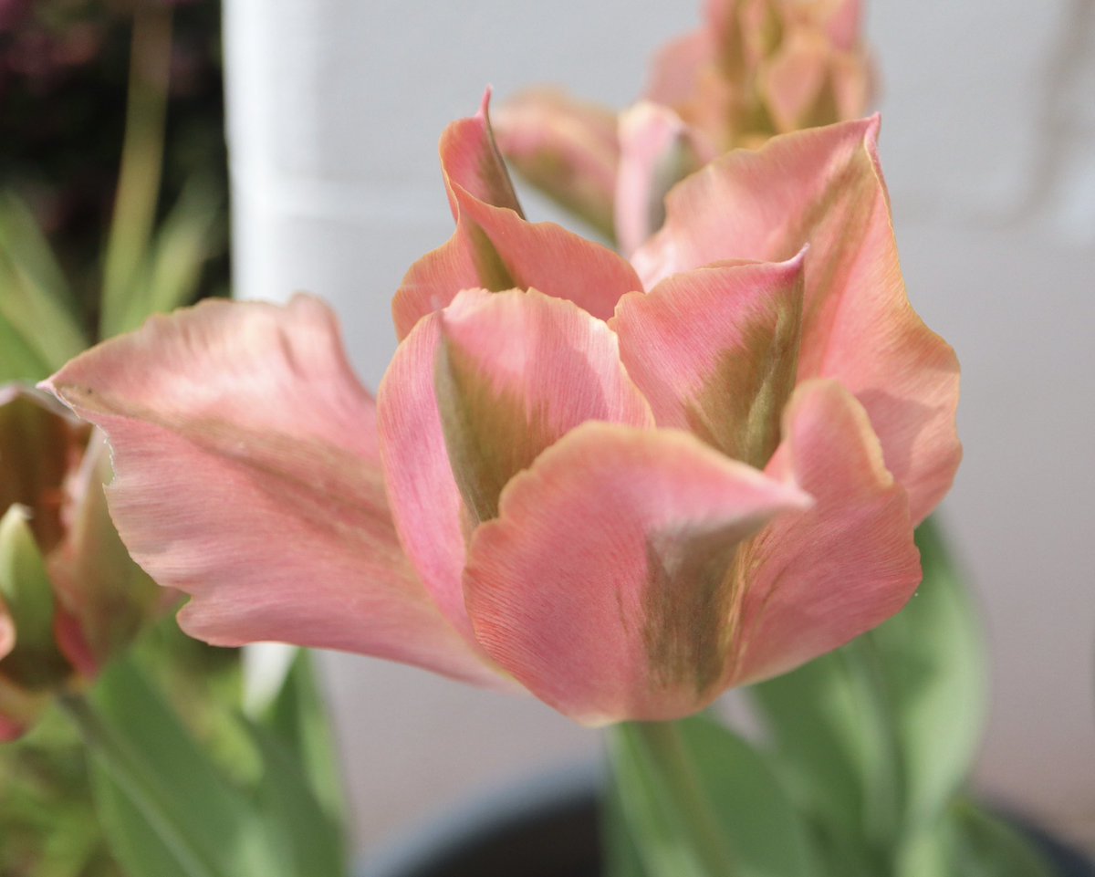 Happy #TulipTuesday with Tulip ‘Florosa’ 🌷💚🌷💚🌷💚🌷