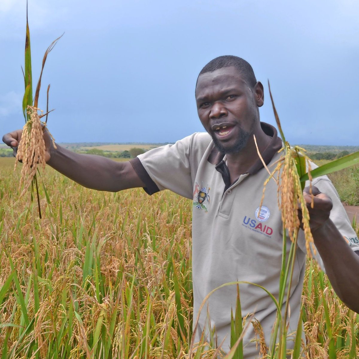 Farmers how do you protect your Rice farms from birds attack/invasion? Let hear and Learn