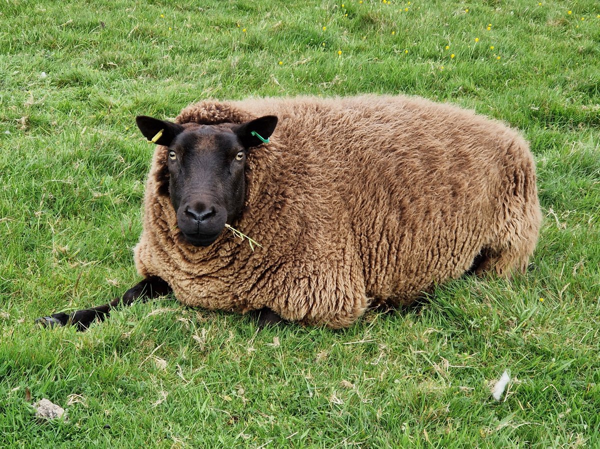Lucinda giving us her country girl look complete with wisp of grass hanging out her mouth!! 💚🌱

#animalsanctuary #sheep365 #springtime #texelsheep #AnimalLovers #ForeverHome #nonprofit #amazonwishlist #sponsorasheep 

woollypatchworksheepsanctuary.uk
