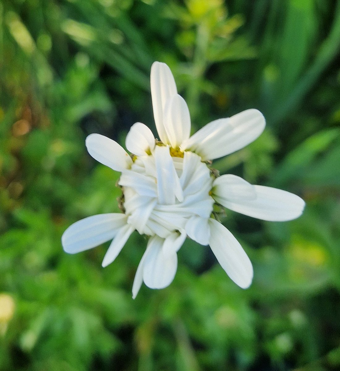 Morning 🫠 If Tuesday was a flower... it would be like this daisy 😂 'DON'T WANT TO' 😩 I'm thinking of Saturday though as I'm going to the Devon County Show! 🥳🐮🐷🐖🐰🐔🐓🦆