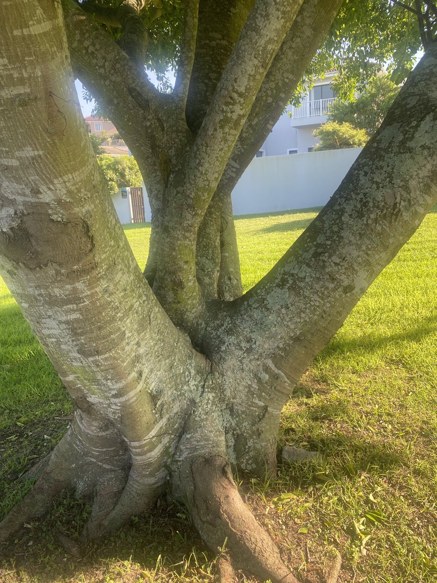 Good morning on #thicktrunktuesday one of the trees I encounter almost daily on my walks.