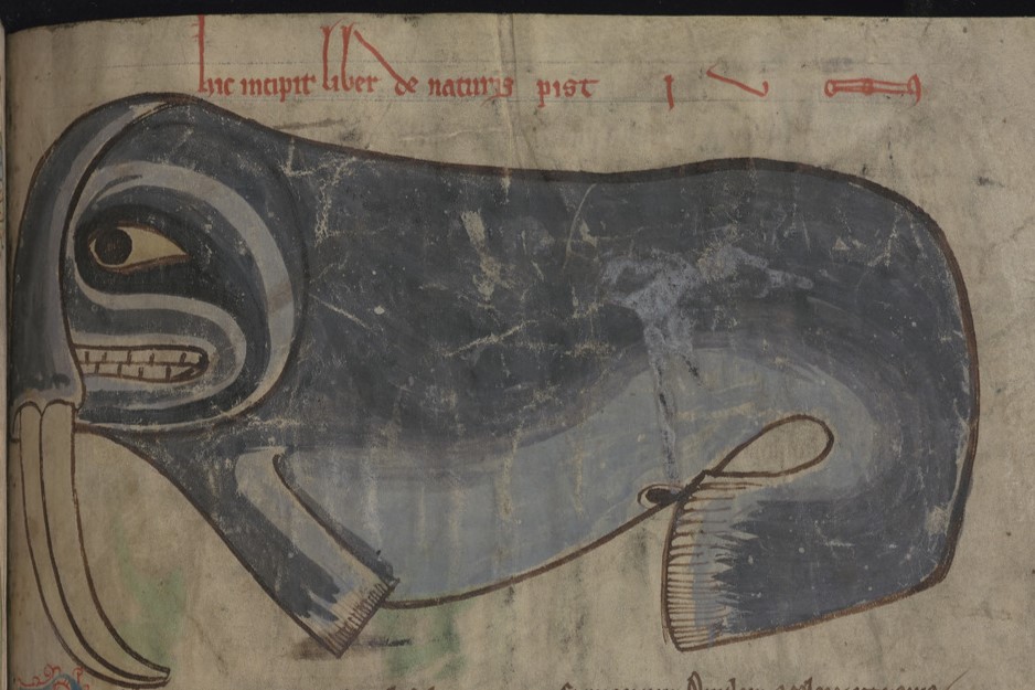 For #ManuscriptMonday / #MedievalMonday : a #walrus, I guess 😂
@theUL Kk.4.25 (Didactic miscellany, containing a #bestiary and other texts), f. 89r
England, c.1230
cudl.lib.cam.ac.uk/view/MS-KK-000…