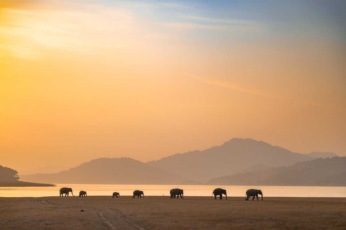 Land of Trumpets 🐘 Corbett @Discovery