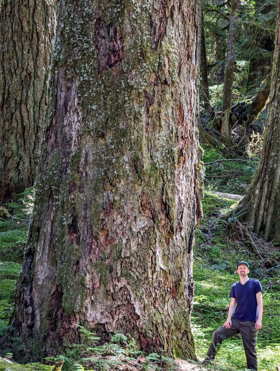 'Deep down at the molecular heart of life, the trees and we are essentially identical.'  ~Carl Sagan
#thicktrunktuesday #forests