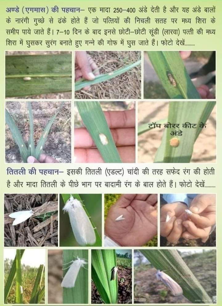 किसान भाई अपने खेतों में लगातार विजिट करते रहें, चोटी बेधक कीट का प्रकोप बढ़ रहा है फैरोमोन ट्रैप लगायें,कोराजन/सिटिजन की ड्रेंचिंग 150 एम एल प्रति एकड़ 400 लीटर पानी के साथ करें। ट्राइकोकार्ड का प्रयोग करें अण्डसमूह वाली पत्तियों कोतोड़करअथवा अण्डसमूह को मसलकर अवश्य नष्ट कर दें।