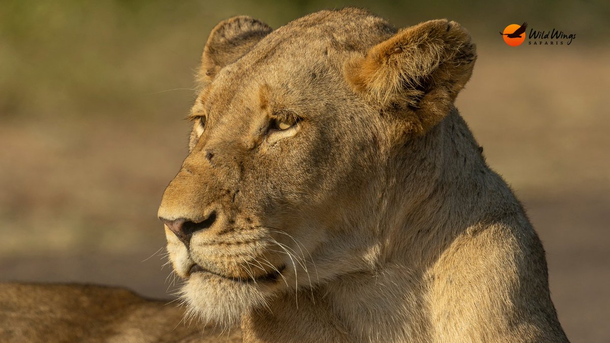 5 Day Best of Kruger Safari: Lioness Part 2 📷 Simon Vegter 📍 Kruger National Park