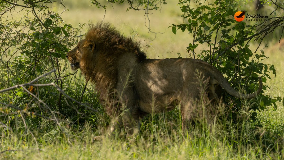 5 Day Best of Kruger Safari: Lions 📷 Simon Vegter 📍 Kruger National Park