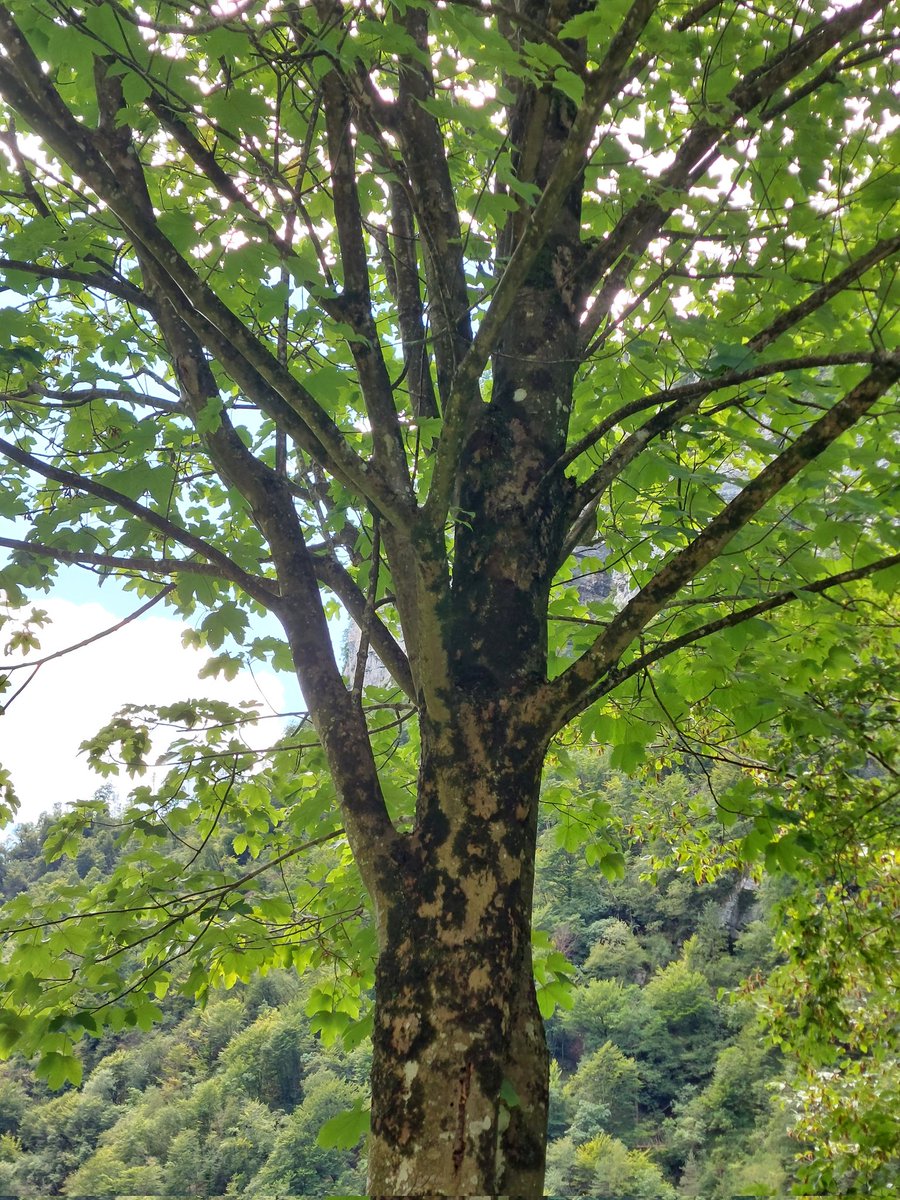 Happy #thicktrunktuesday #tree #May #mountain #nature #NaturePhotography 🌿🌳🌿