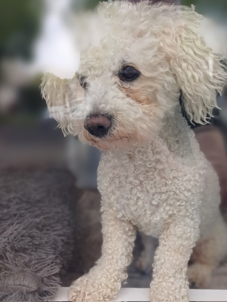 Rats!!!😒 It rained again while I was in bed. I don't like it when the grass is wet. ☘️💚