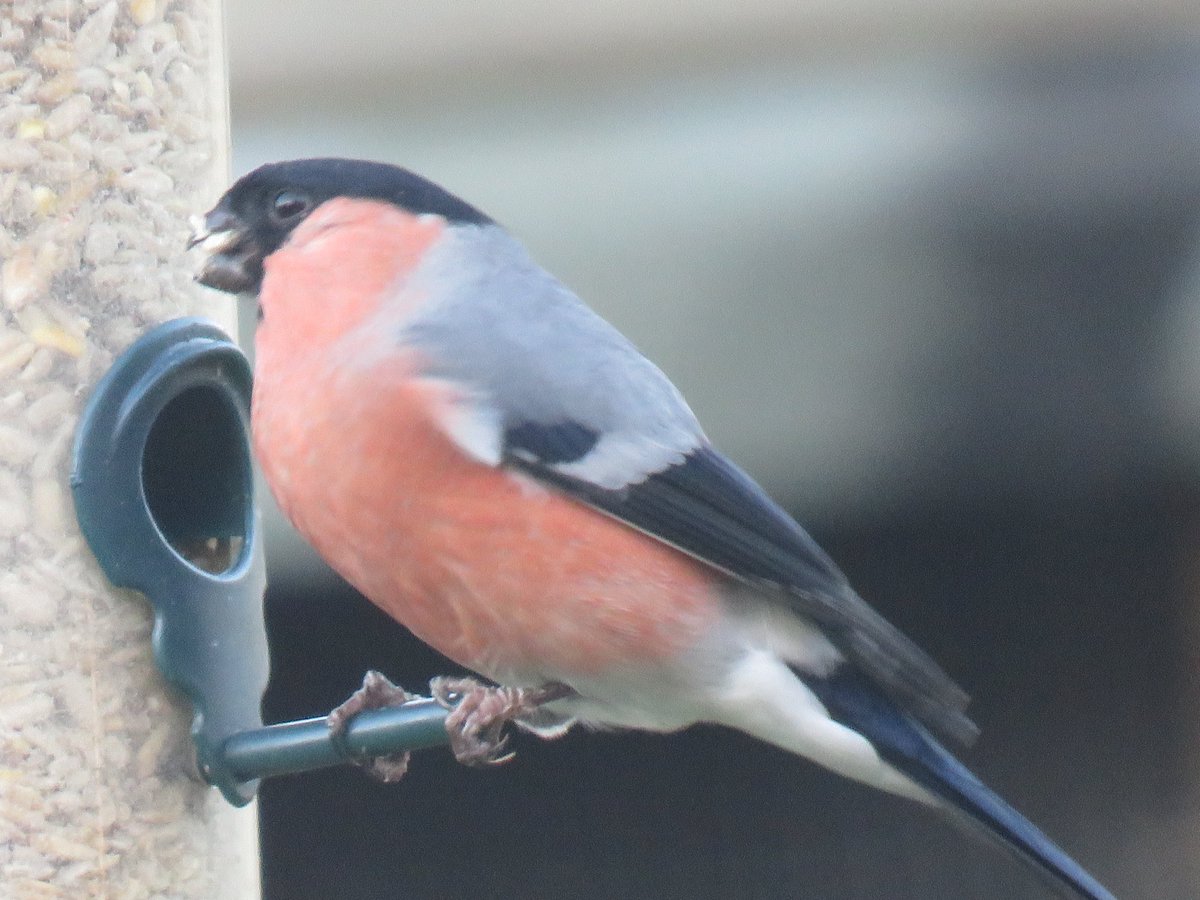 Lovely male bullfinch @BirdsofTwitter