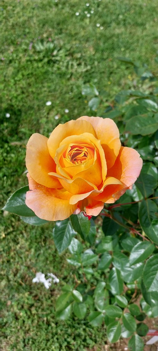 #Rose
