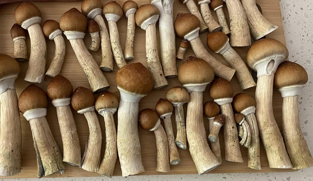 #shrooms #mushrooms #psychedelic #fungi #trippy #mushroom #mycology #lsd #psychedelicart #acid #nature #magicmushrooms #art #fungus #trippyart #weed #psychedelics #mushroomsofinstagram #bhfyp #mushroomsociety #love #mushroomhunting  #mushroomphotography #dmt #psytrance #shrooms