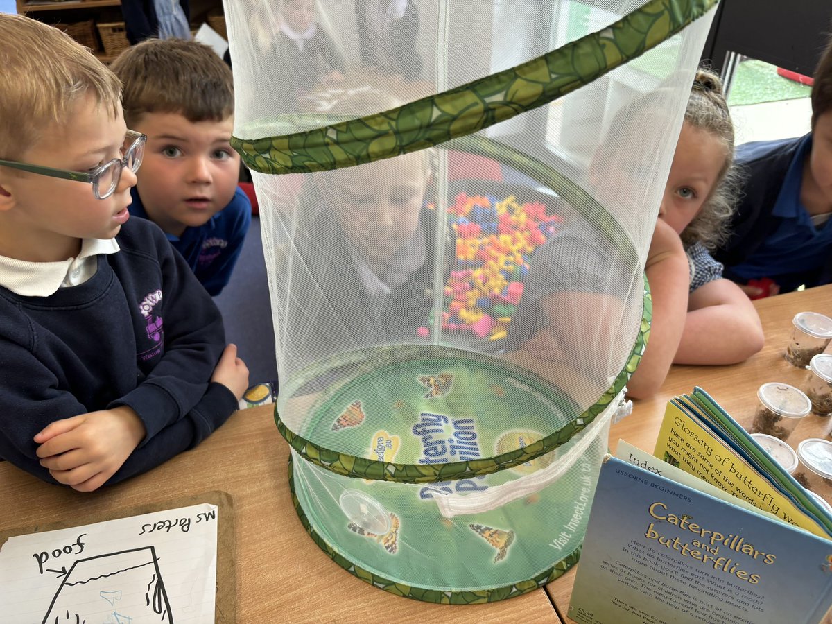 We enjoyed observing how the caterpillars had changed over the weekend and are looking forward to them going into the butterfly net ready for the next stage of the lifecycle 🐛🦋😊@OWPSScience #EYFS