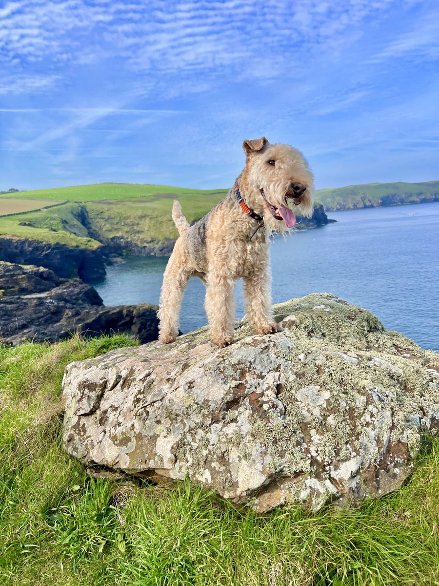 I call this ‘A Lakeland Terrier on a Rock’ …….. Good morning everyone ❤️